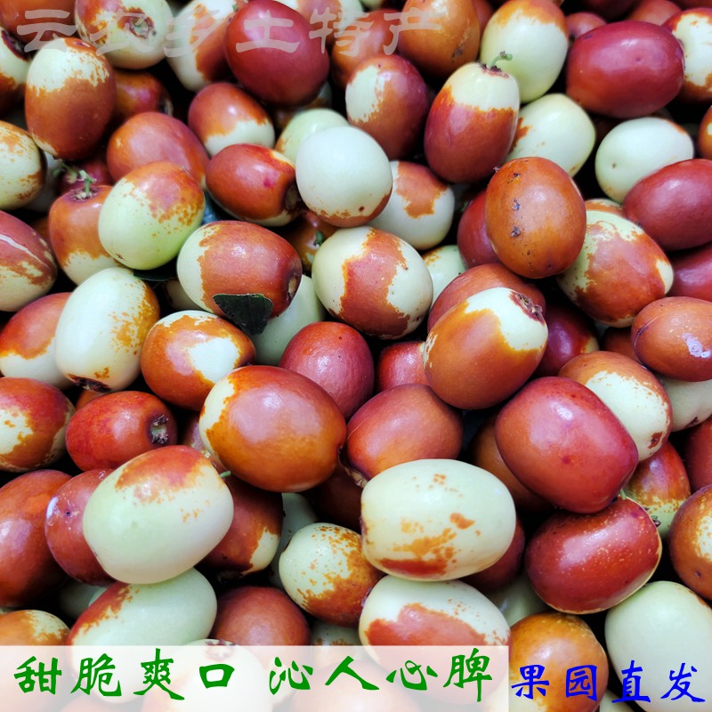 新鲜金丝小枣 当季水果 鲜枣甜脆枣青枣非冬枣河北沧州金丝枣