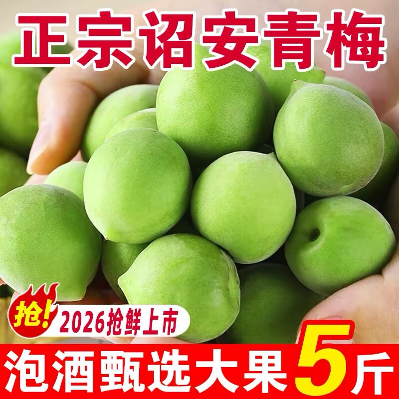 2026新鲜青梅鲜果福建诏安现摘深山鲜果生酸梅子水果泡酒散装5斤