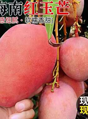 海南红玉芒玉文芒三亚现摘现发红金玉特大芒果新鲜水果非青澳芒
