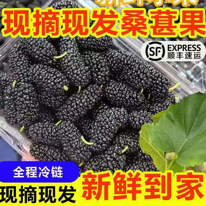 顺丰速运现摘现发桑葚果新鲜黑桑葚福建产地直发食用农产品
