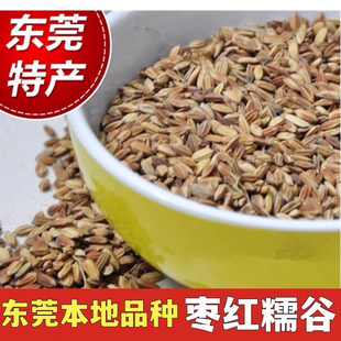 东莞特产香糯谷枣红糯米谷煲水煲粥煲汤香糯水稻谷带壳入伙炒爆米
