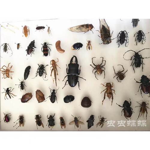 多品种不同死昆虫标本甲虫金龟子步甲蜜蜂叶甲天牛教学作业收藏