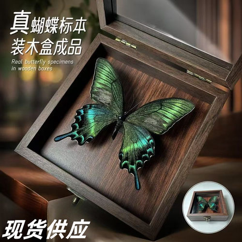 真蝴蝶标本昆虫标本摆台立体框架展示框画框造景相框生日礼物礼品