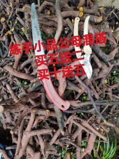 金弹子 瓶兰花 公母混搭发货买5赠2  买10送5多那个头送