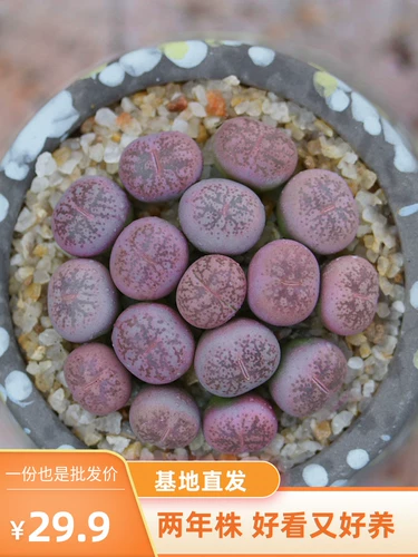 Caiyan Jade Polysone Raw Stane Flower Ass Цветочный камень цветочный мясо мясной растение Мясо