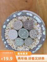 Qu Yusheng Stone Flower Dot Flower Flora Flora Plant Plant Succhers PP Цветочный офис в горшках с балконами растения