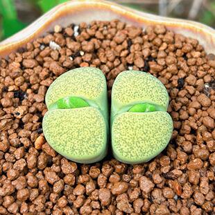 绿色一箭之遥双头母本生石花多肉植物懒人盆栽多肉基地直发石头花