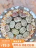 Товары от 肉丝炮弹