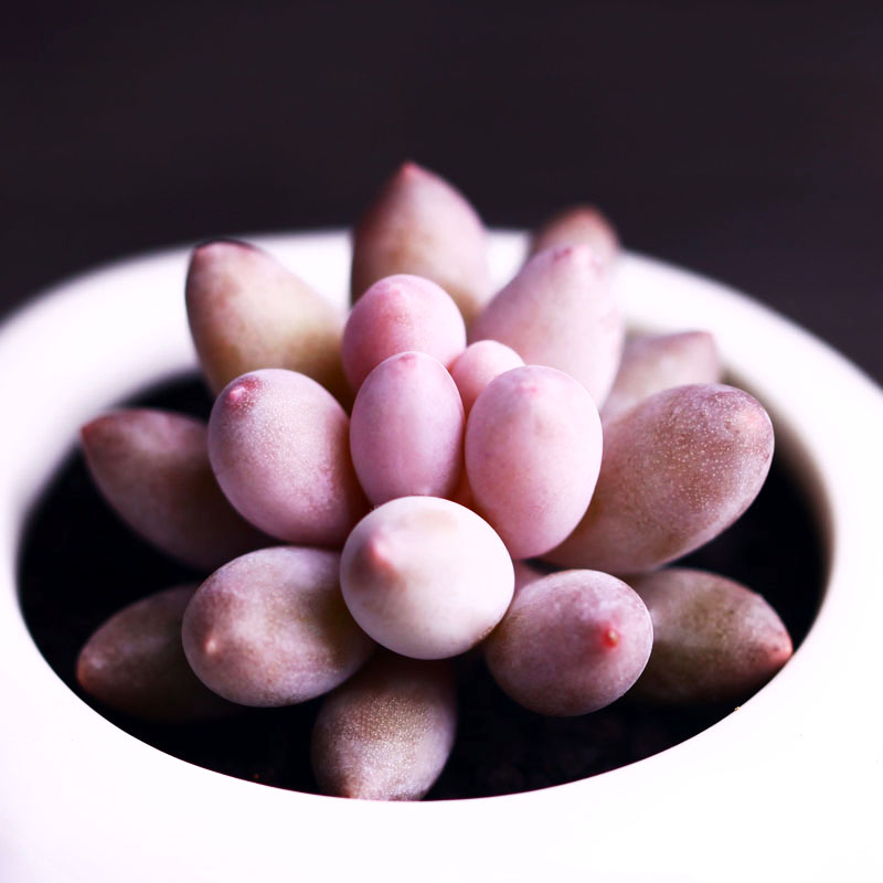 ÅÚµ¯Ô°ÒÕ Ó¤¶ùÊÖÖ¸ ¶àÈâÖ²Îï ÈâÈâ¶àÈâ ÂÌÖ²»¨»ÜÊÒÄÚÅèÔÔÌØ¼Û