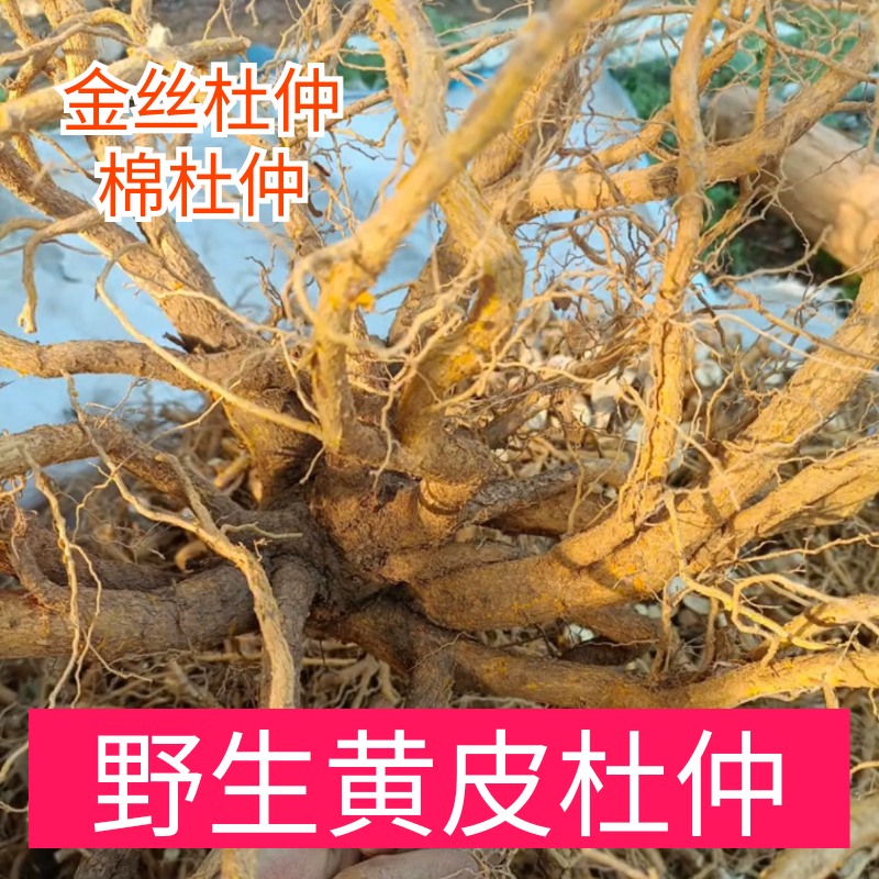 野生黄皮杜仲 山杜仲 土杜仲 树杜仲 金丝杜仲棉杜仲 卫茅 500g