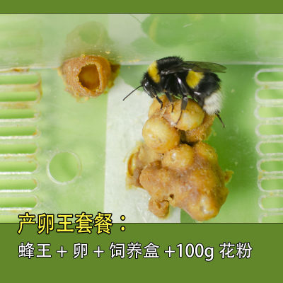 熊蜂产卵王+卵包+饲养盒（原盒)+100克花粉