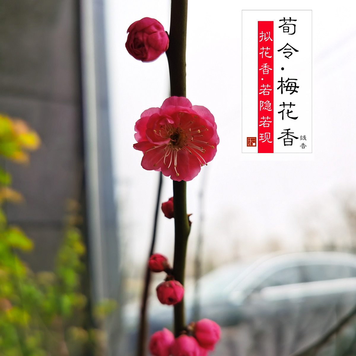 梅花香荀令梅花香荀令十里香线香香薰香料