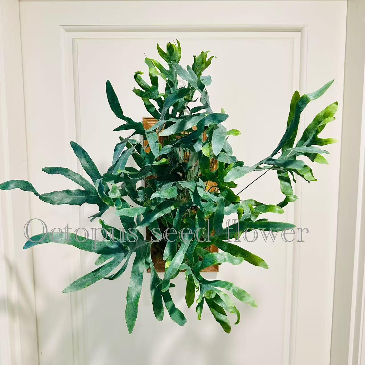 蓝星水龙骨蕨室内耐阴