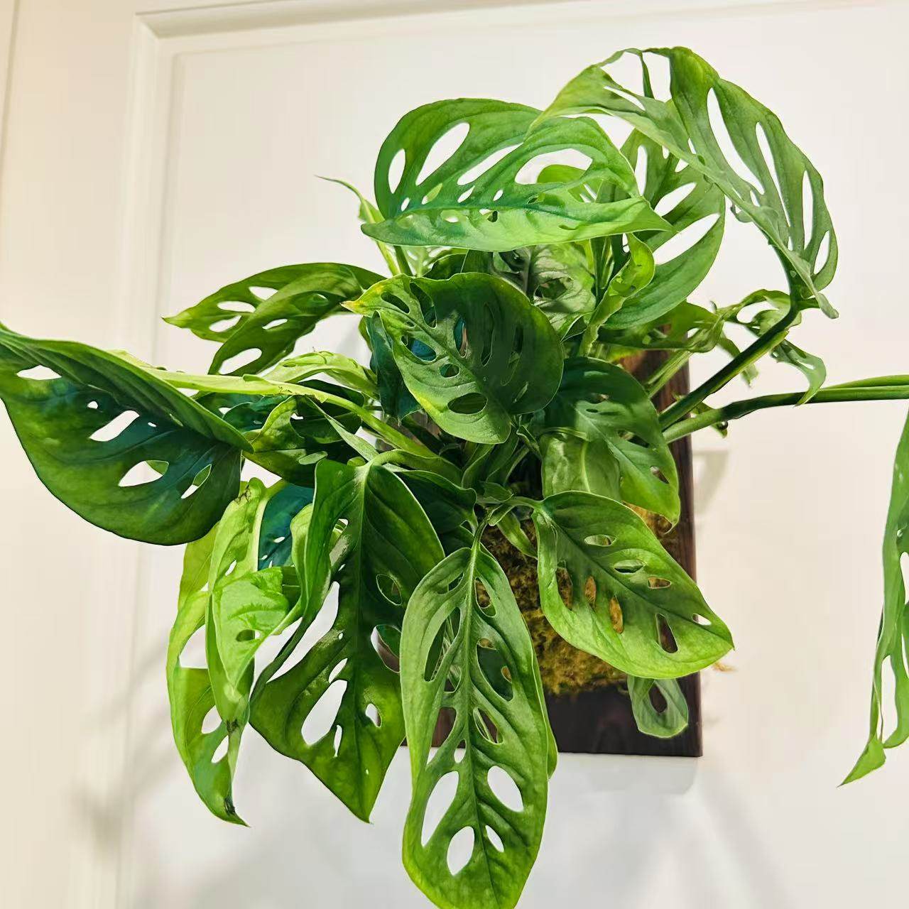 [米歇尔仙洞龟背] 室内耐阴垂钓好养易活绿植原创板植顺丰包邮,鲜花速递/花卉仿真/绿植园艺,蔓绿绒,淘宝优惠券,粉丝福利购,淘宝优惠卷