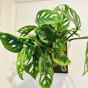 [米歇尔仙洞龟背] 室内耐阴垂钓好养易活绿植原创板植顺丰包邮