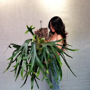 网红蕨室内客厅办公室观叶耐阴耐干热值净化空气 二岐鹿角蕨