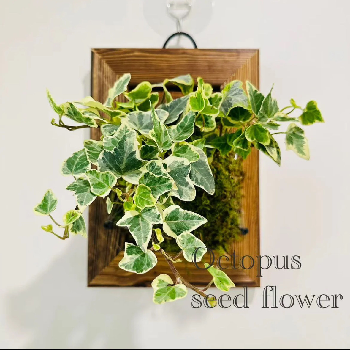 【雪莹常春藤】室内耐阴垂吊桌面懒人净化空气绿植好养皮实耐寒,鲜花速递/花卉仿真/绿植园艺,绿植,淘宝优惠券,粉丝福利购,淘宝优惠卷