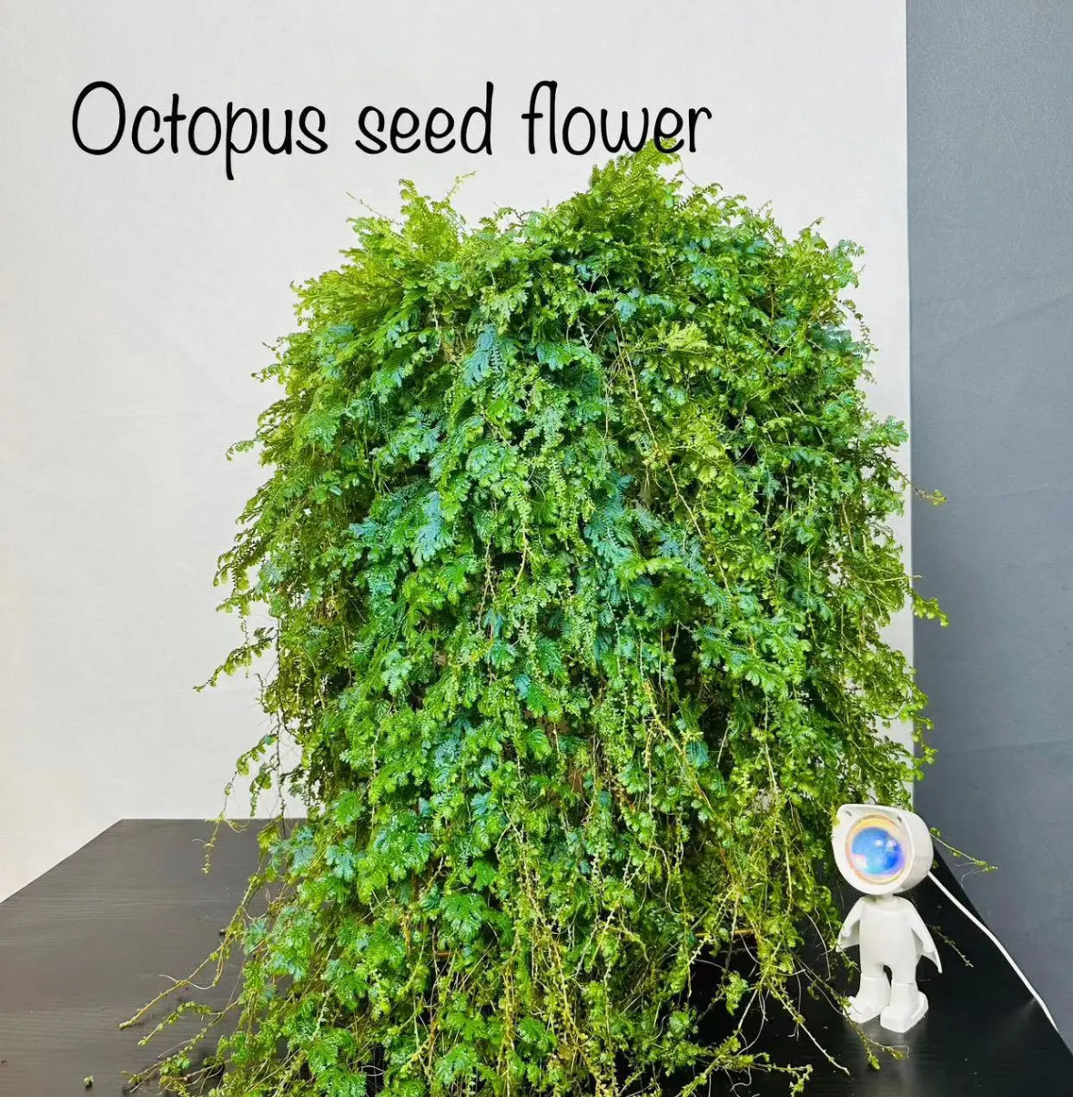 【变色龙翠云草珊瑚蕨】室内耐阴垂吊新奇会变色对的蕨净化空气,鲜花速递/花卉仿真/绿植园艺,鹿角蕨,淘宝优惠券,粉丝福利购,淘宝优惠卷