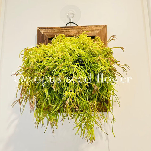 【雨林丝苇 】 室内室外阳台垂吊开花观叶稀有绿植盆栽仙人掌科