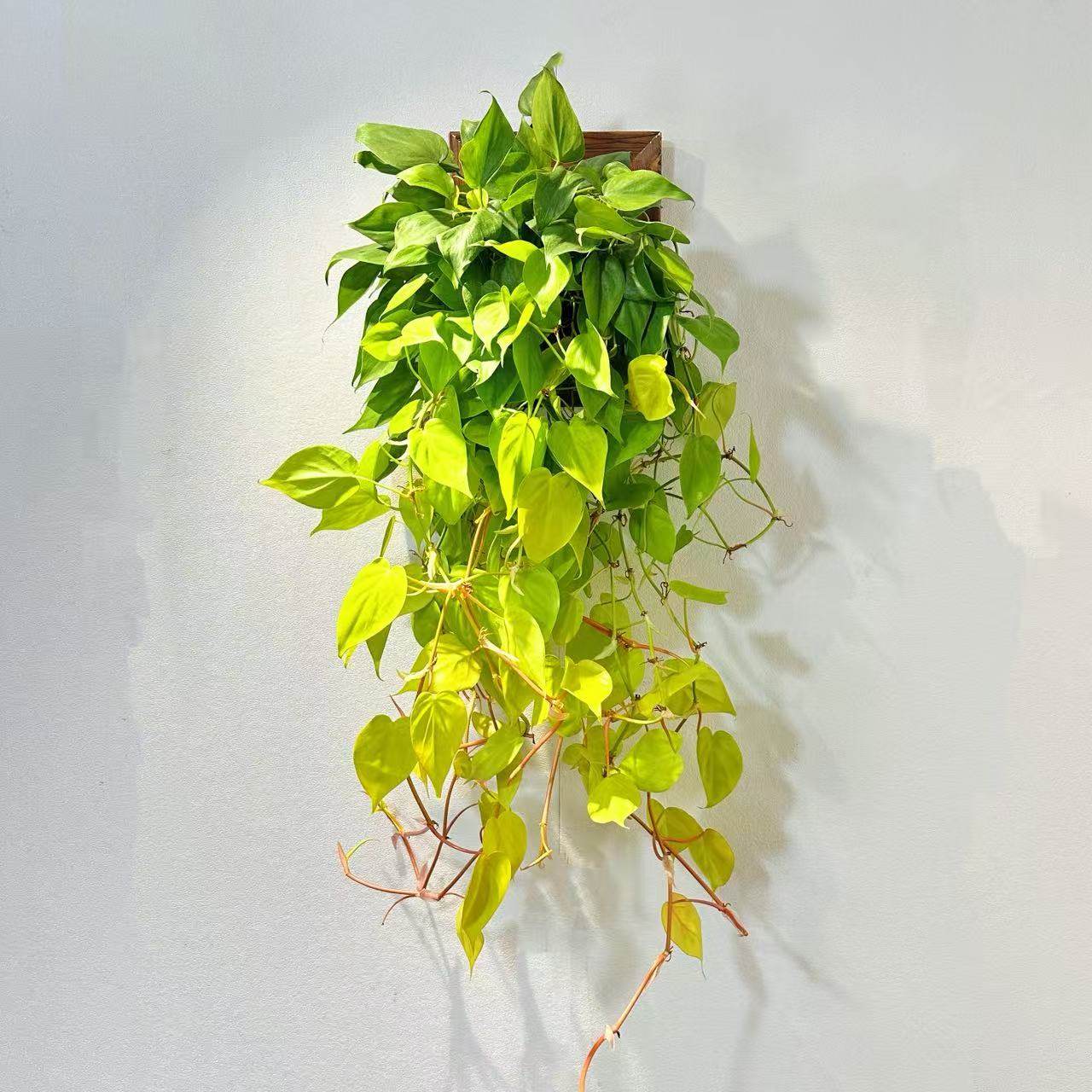 【柠檬汁蔓绿绒】室内耐阴垂吊绿植盆栽净化空气好养皮实顺丰包邮,鲜花速递/花卉仿真/绿植园艺,蔓绿绒,淘宝优惠券,粉丝福利购,淘宝优惠卷