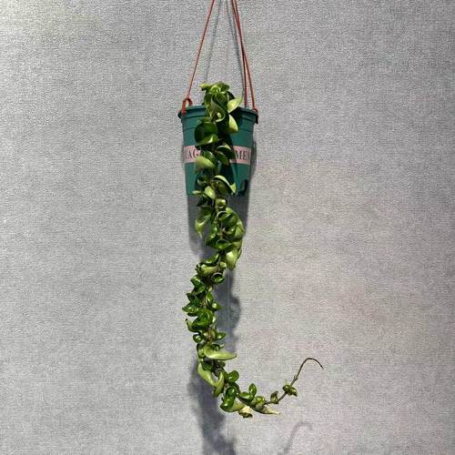 卷叶球兰  猪大肠球兰 室内室外阳台开花植物盆栽 原创板植