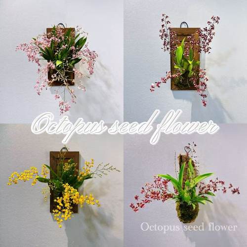 文心兰梦香兰室内年宵花期超长