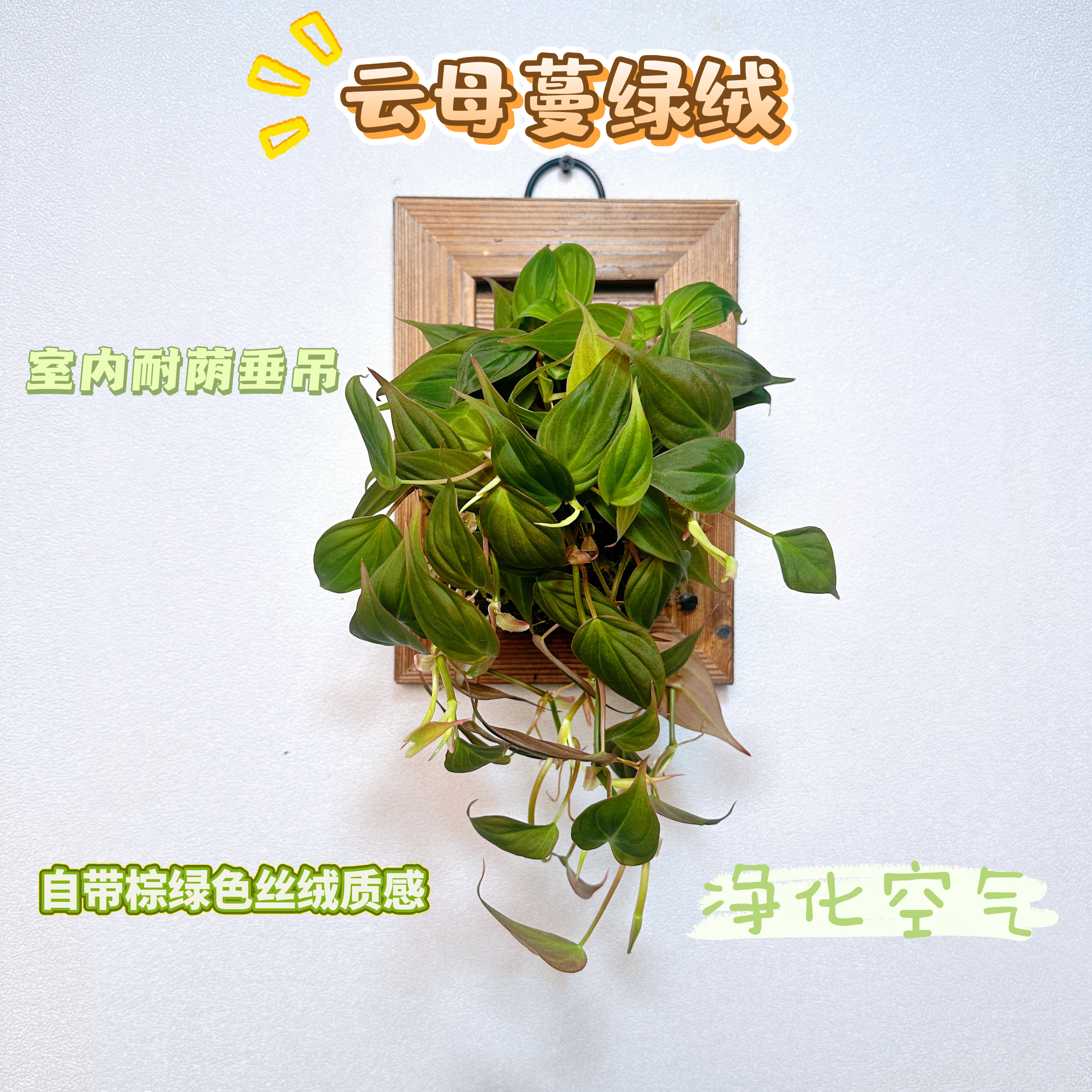 【云母蔓绿绒】 绒面反光心形叶室内耐阴垂吊爬藤网红绿植顺丰