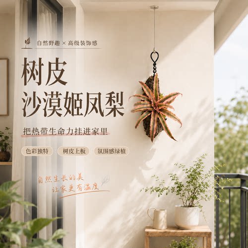 树皮沙漠姬凤梨室外阳台露台皮实好养懒人绿植凤梨类顺丰包邮