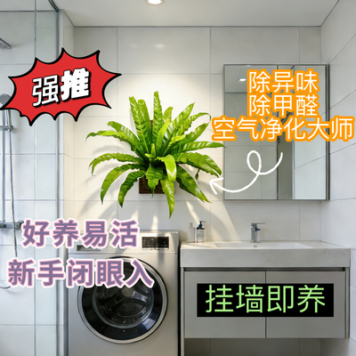 板植附生蕨挂墙展叶鸟巢耐阴好养