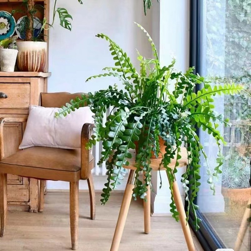 鱼骨令箭 锯齿室内阳台耐热耐寒好养开花奇特绿植 章鱼种花,鲜花速递/花卉仿真/绿植园艺,空气凤梨/积水凤梨,淘宝优惠券,粉丝福利购,淘宝优惠卷