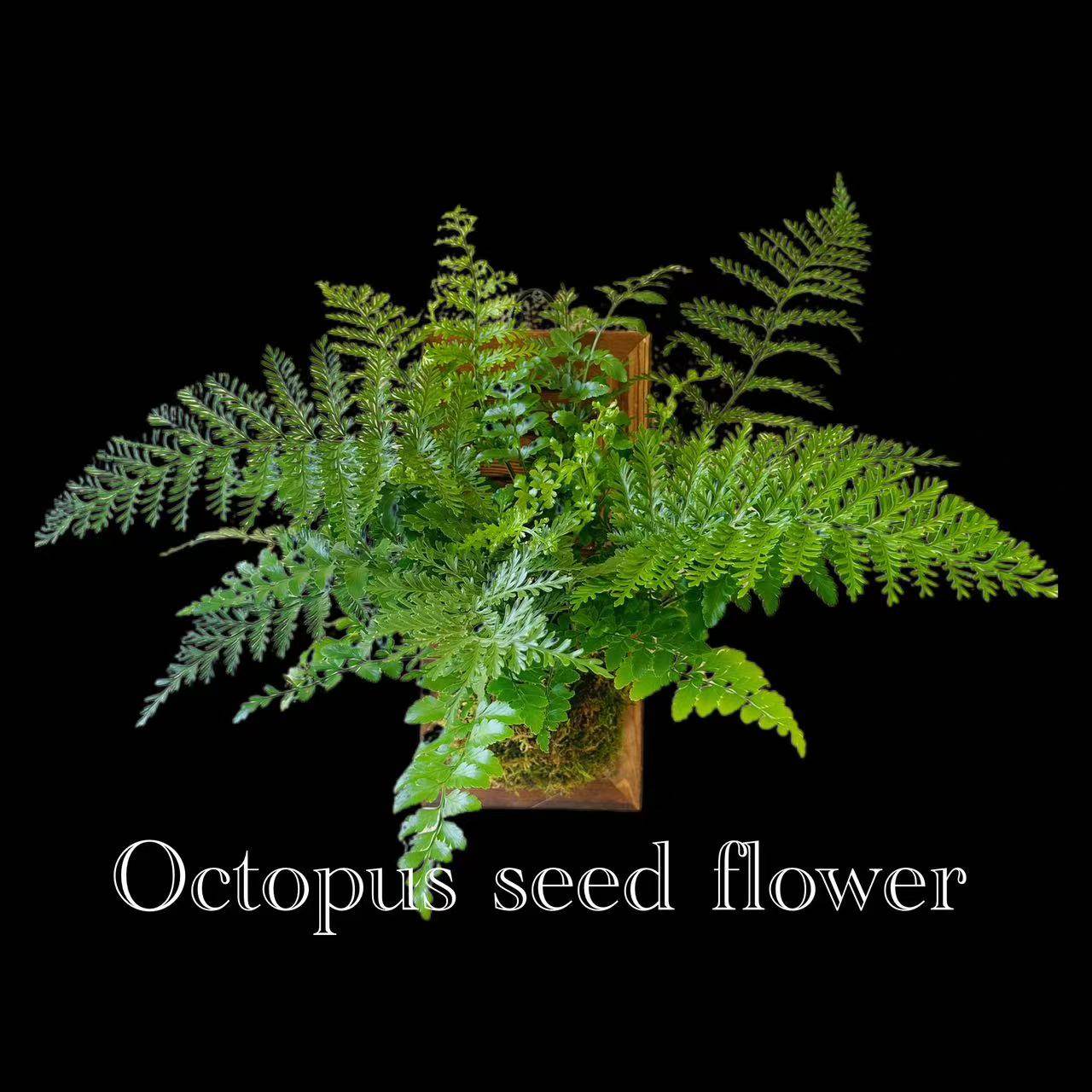 【吉姆蕨 宝石蕨】室内书房客厅耐荫净化空气四季常绿观叶好养护,鲜花速递/花卉仿真/绿植园艺,鹿角蕨,淘宝优惠券,粉丝福利购,淘宝优惠卷