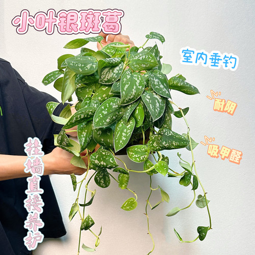 小叶银斑葛 室内多年生耐银垂吊观叶可净化空气新手好养绿植顺丰