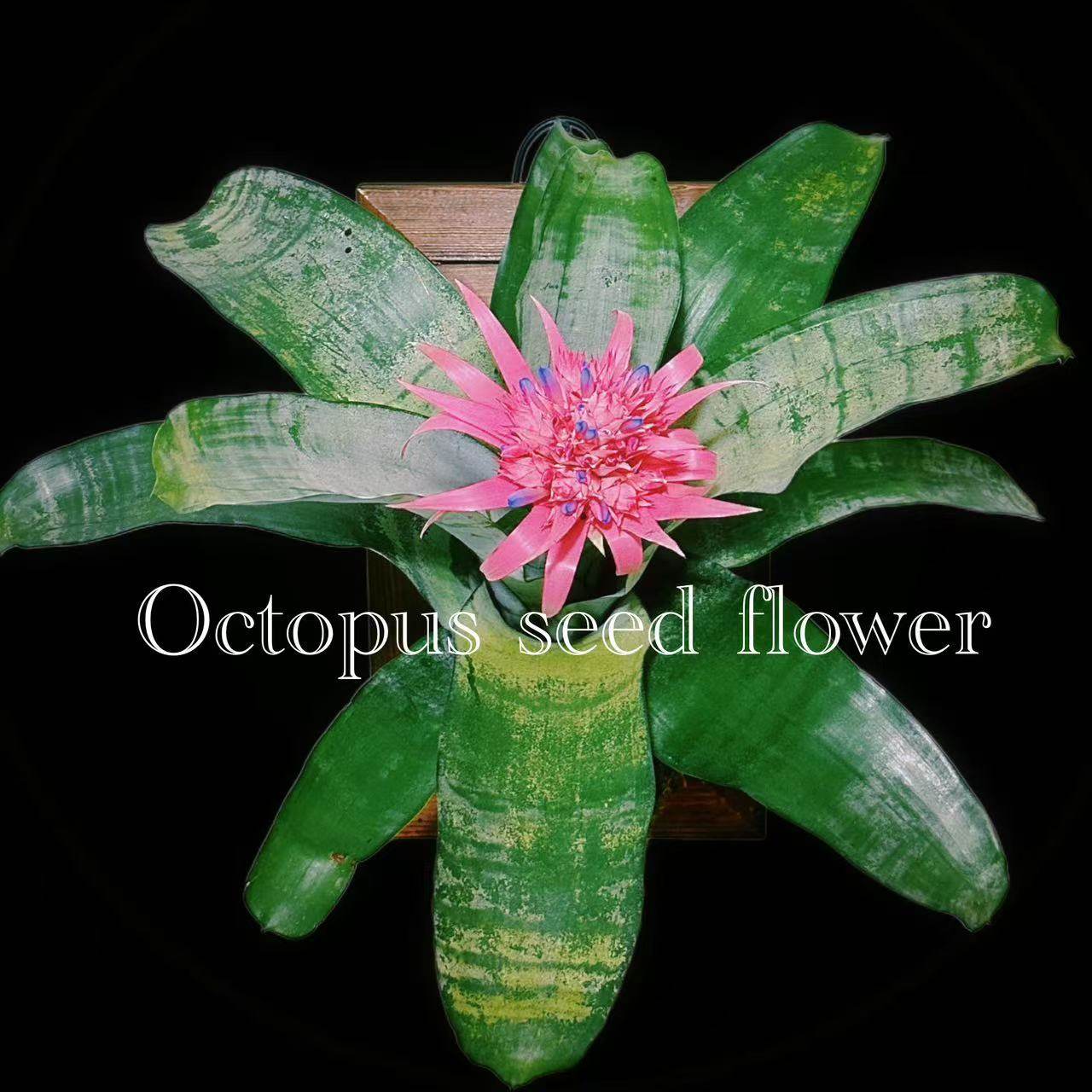 【美叶光萼荷】  粉菠萝粉花凤梨 室内阳台庭院开花积水凤梨盆栽,鲜花速递/花卉仿真/绿植园艺,空气凤梨/积水凤梨,淘宝优惠券,粉丝福利购,淘宝优惠卷