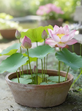 室外水培花盆器皿无底孔水仙碗莲缸铜钱草粗陶荷花睡莲盆瓦盆专用