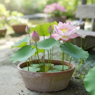 室外水培花盆器皿无底孔水仙碗莲缸铜钱草粗陶荷花睡莲盆瓦盆专用
