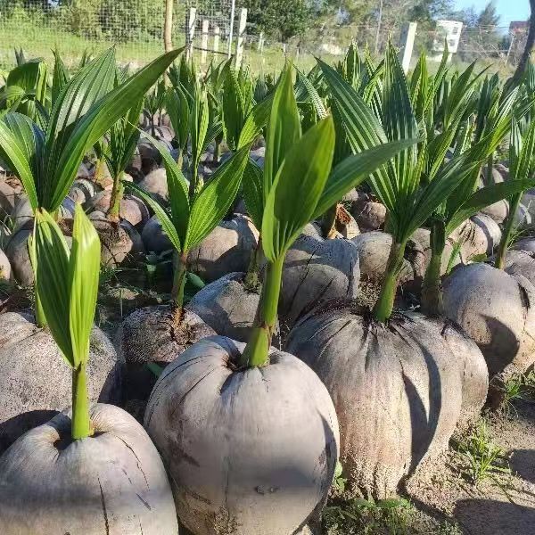 海南椰子苗绿植盆栽发芽椰宝带皮带壳发货椰子树椰苗室内观赏植物