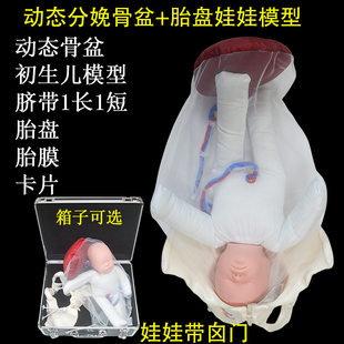 孕妇学校妇幼医院 高级分娩骨盆模型套装 初生儿模型带胎盘胎膜