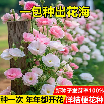 家里有空花盆一定要种这个洋桔梗