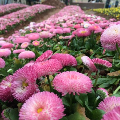 小雏菊花种子籽玛格丽特易