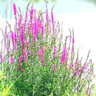 千屈菜种子河边湿地水里易活水生花卉园绿化带花境植物水柳花籽种