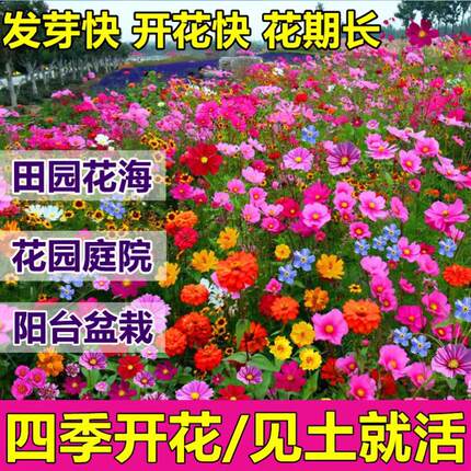 野花组合，庭院绿化专用，开花不断，抗旱耐寒