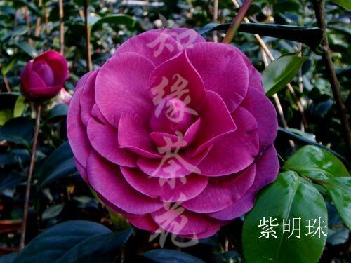 斑色紫明珠茶花  嫁接苗纯色