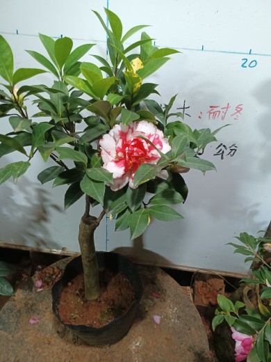 夏风热浪茶花重瓣四季杜鹃红山茶斑色复色