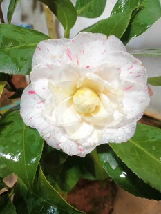 白喷沙茶花盆栽苗