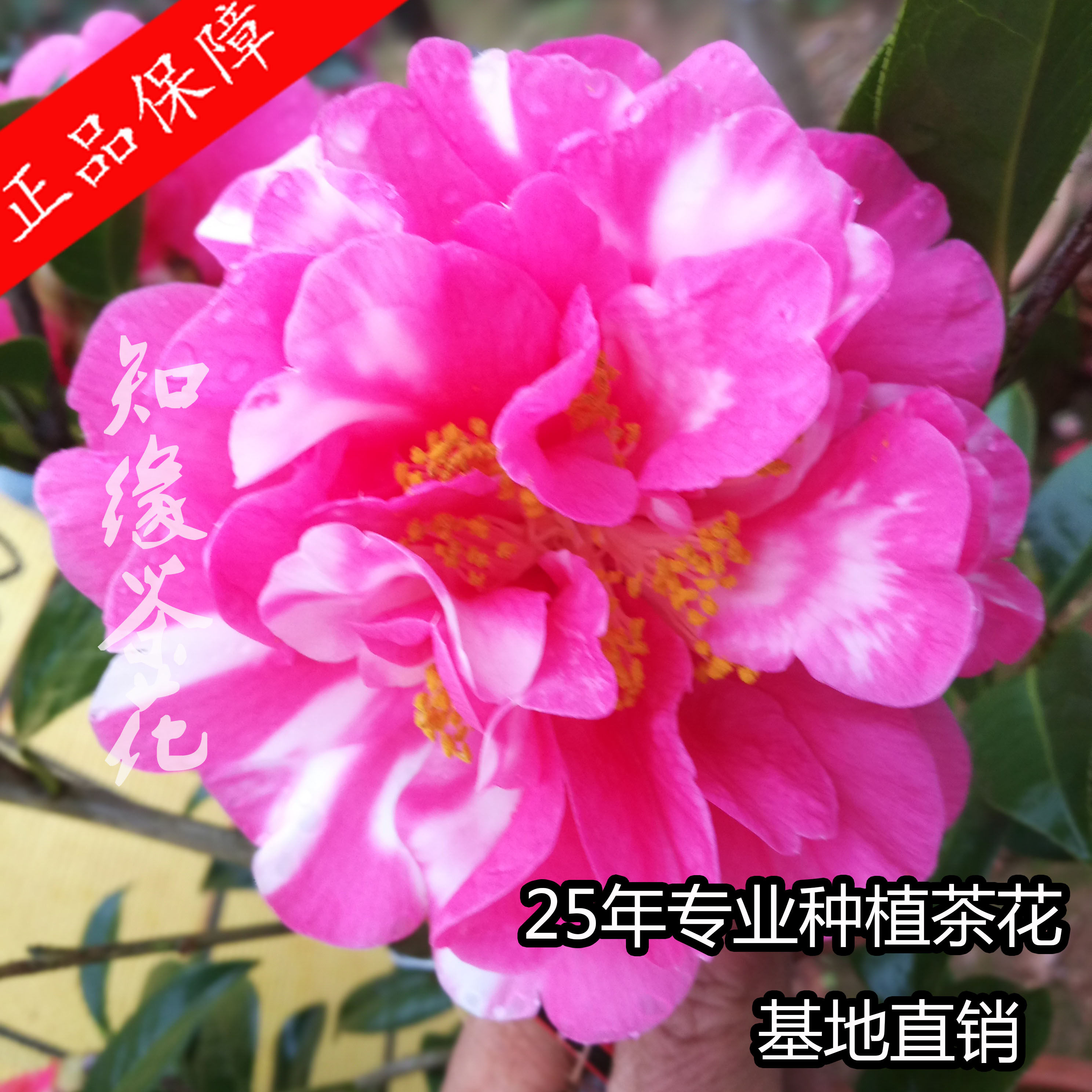 复色期望茶花云茶杂交种