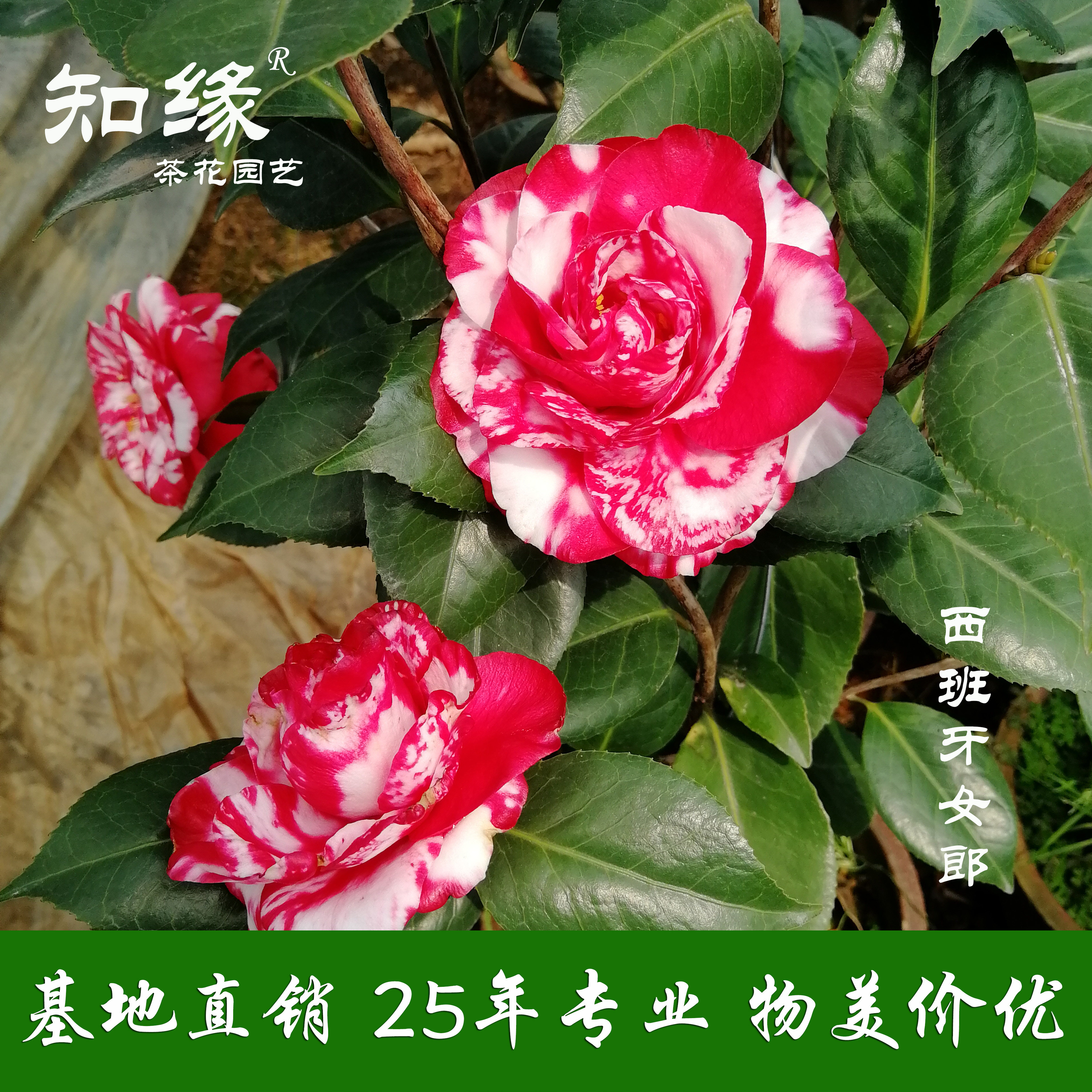 西班牙女郎茶花盆栽树苗嫁接苗