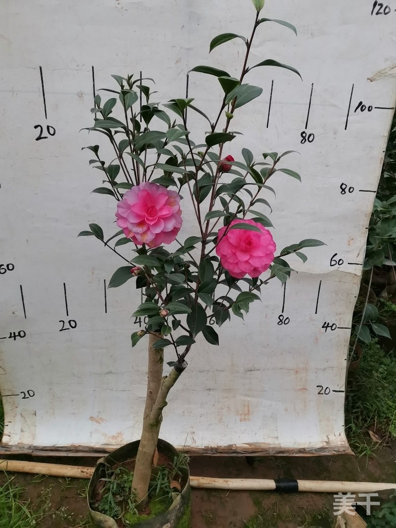 美千茶花盆栽树苗球扦插原实生嫁接苗