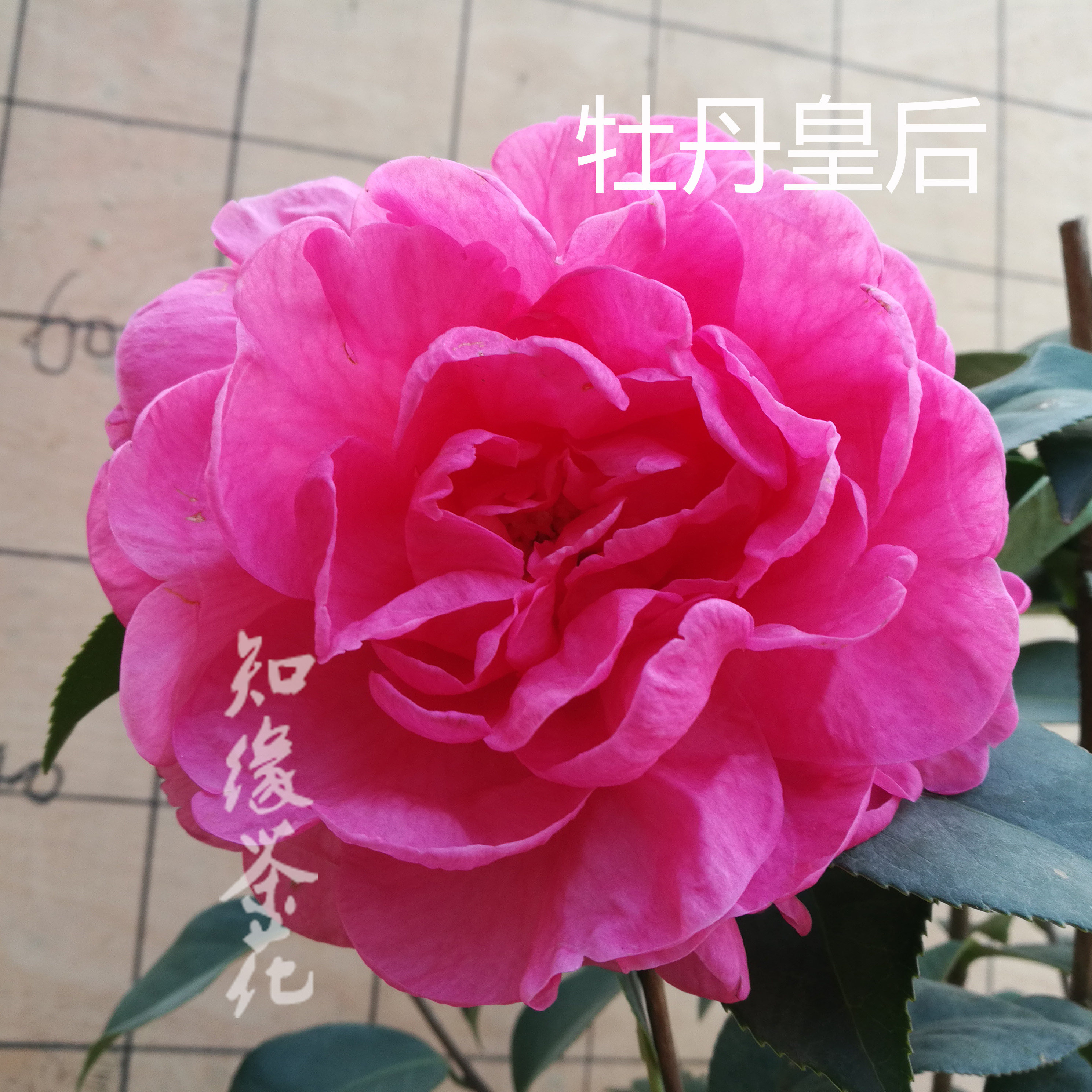 复色牡丹皇后茶花茶紫红色金华精品树苗名贵大花盆栽嫁接巨型四季