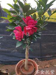 怀金托紫茶花  紫色的重瓣四季杜鹃红山茶开花不断斑色复色