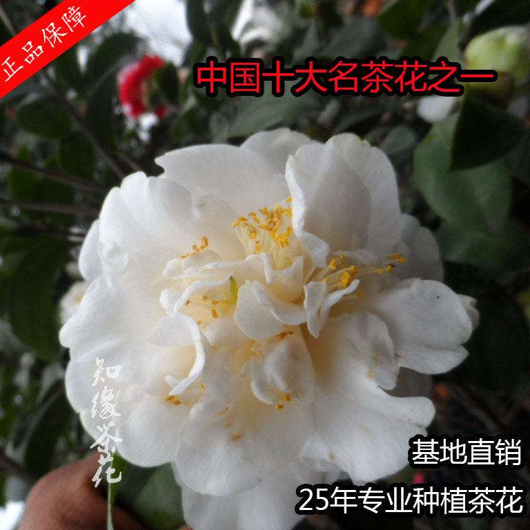金华知缘绿珠球 扦插原生树苗大苗嫁接盆栽山茶花大型 花